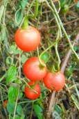 Solanum brevifolium