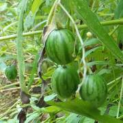 10 Seeds African Eggplant Solanum macrocarpon 