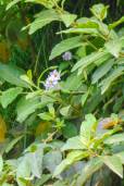 Solanum caripense 'Reptans' – Climbing Tzimbalo