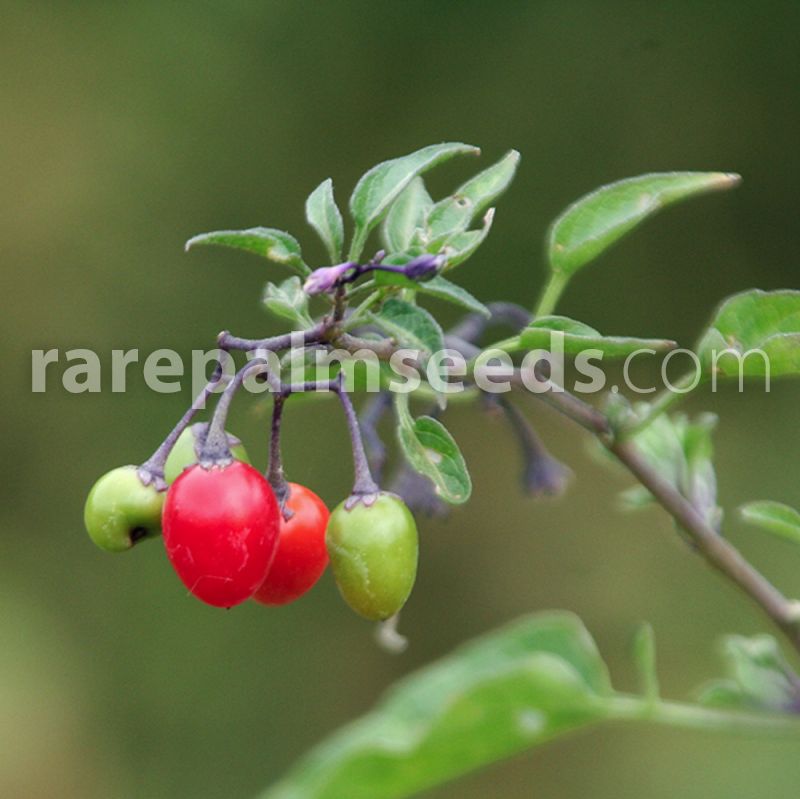 Solanum dulcamara – Bittersweet Nightshade – Buy seeds at