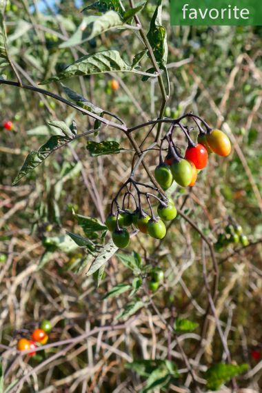 Solanum dulcamara – Bittersweet Nightshade