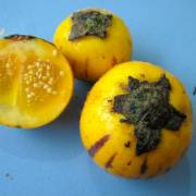Solanum ferox – Hairy Eggplant, Terong Bulu