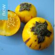 Solanum ferox – Hairy Eggplant, Terong Bulu