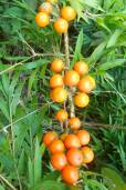 Solanum jamaicense