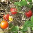 Solanum pimpinellifolium – Currant Tomato
