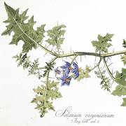 Solanum virginianum – Thorny Nightshade, Thai Eggplant