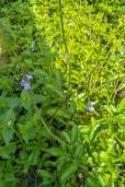 Stachytarpheta jamaicensis – Porterweed, Blue Snakeweed