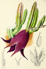 Stapelia leendertziae – Leendertz's Carrion Flower