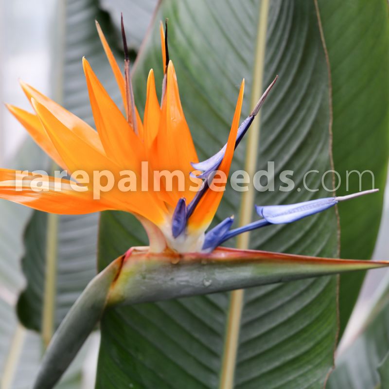 Neue Strelitzia Reginae Paradiesvogelblume 10 frische Samen Hot Nett