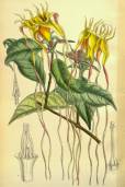 Strophanthus petersianus – Sand Forest Poison Rope