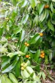 Suregada multiflora – False Lime