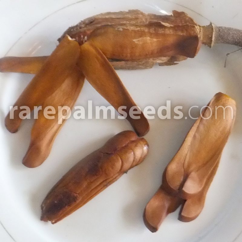 15 Samen Swietenia mahagoni auch Westindisches Mahagoni 