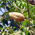 Swietenia mahagoni – West Indian Mahogany