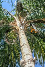 Syagrus amara – Overtop Palm