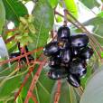 Syzygium cumini – Java Plum