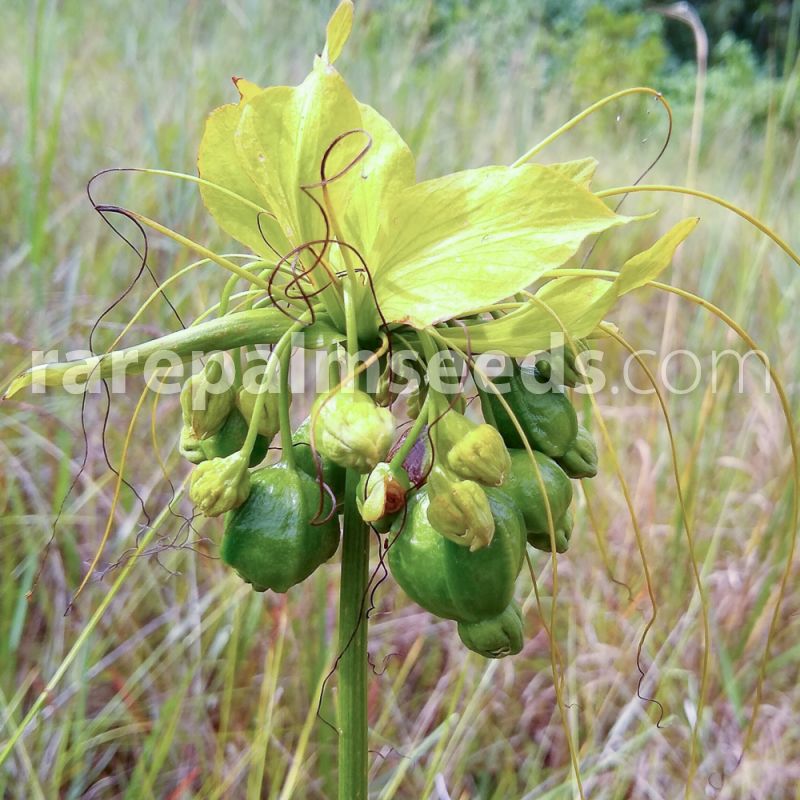 Tacca leontopetaloides – Polynesian Arrowroot – Buy seeds at