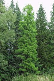 Taxodium distichum var. imbricatum – Pond Cypress