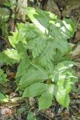 Tectaria heracleifolia