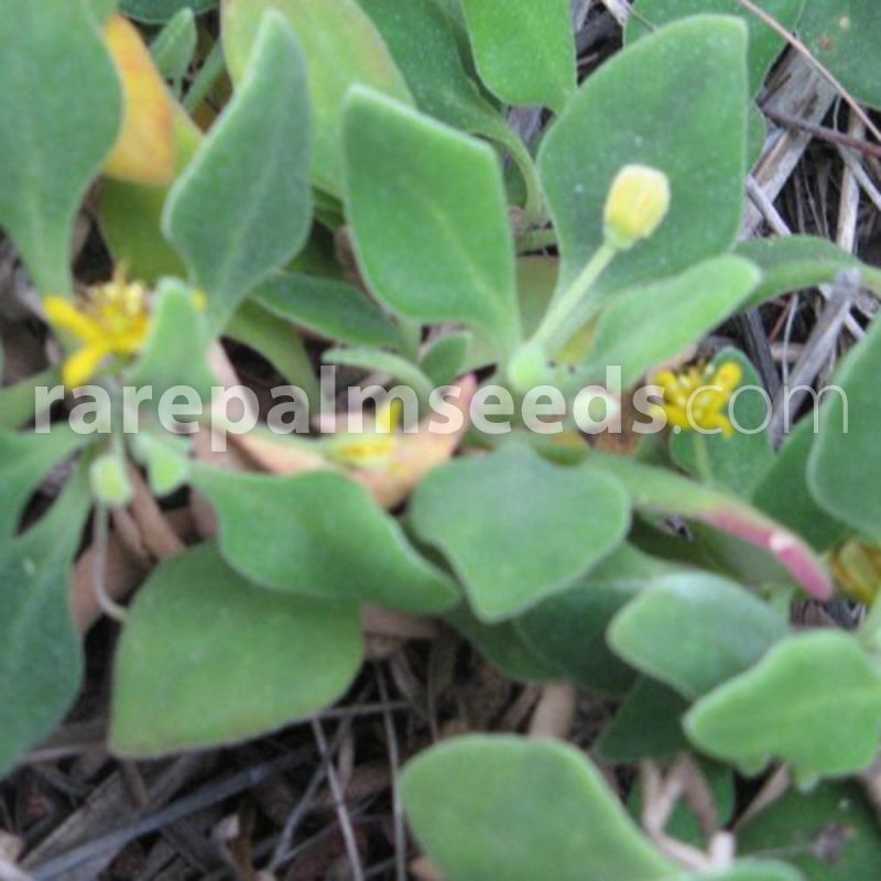 Coastal Native Spinach Details about   Tetragonia implexicoma 25 seeds 