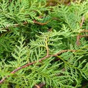 Thuja occidentalis – Northern White Cedar, Eastern Arborvitae