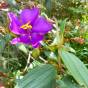 Tibouchina lepidota 'Caldas' – Andean Princess Flower, Glory Bush
