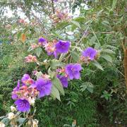 Tibouchina urvilleana – Purple Princess Flower