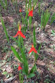 Tigridia orthantha – Rote Pfauenlilie