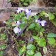 Torenia fournieri – Wishbone Flower