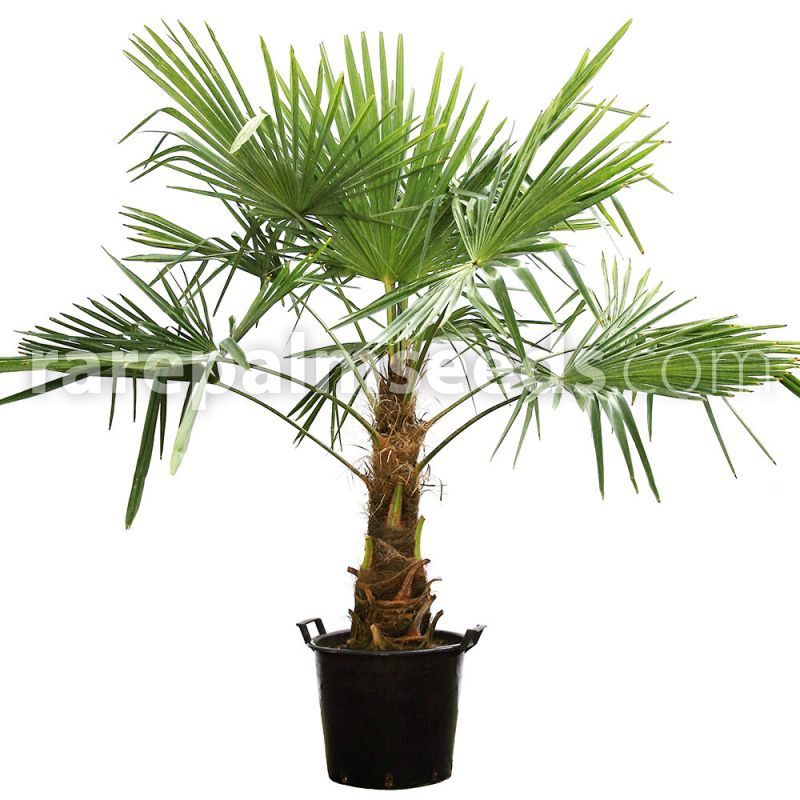 100 seeds super fresh Trachycarpus 'Bulgaria' cold hardy Windmill Chusan palm