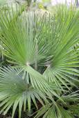 Trachycarpus martianus 'Nepal' – Martius' Himalayan Fan Palm