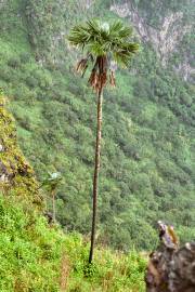Trachycarpus oreophilus – Palmito tailandesa