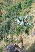 Trachycarpus ukhrulensis – Saramati Palm