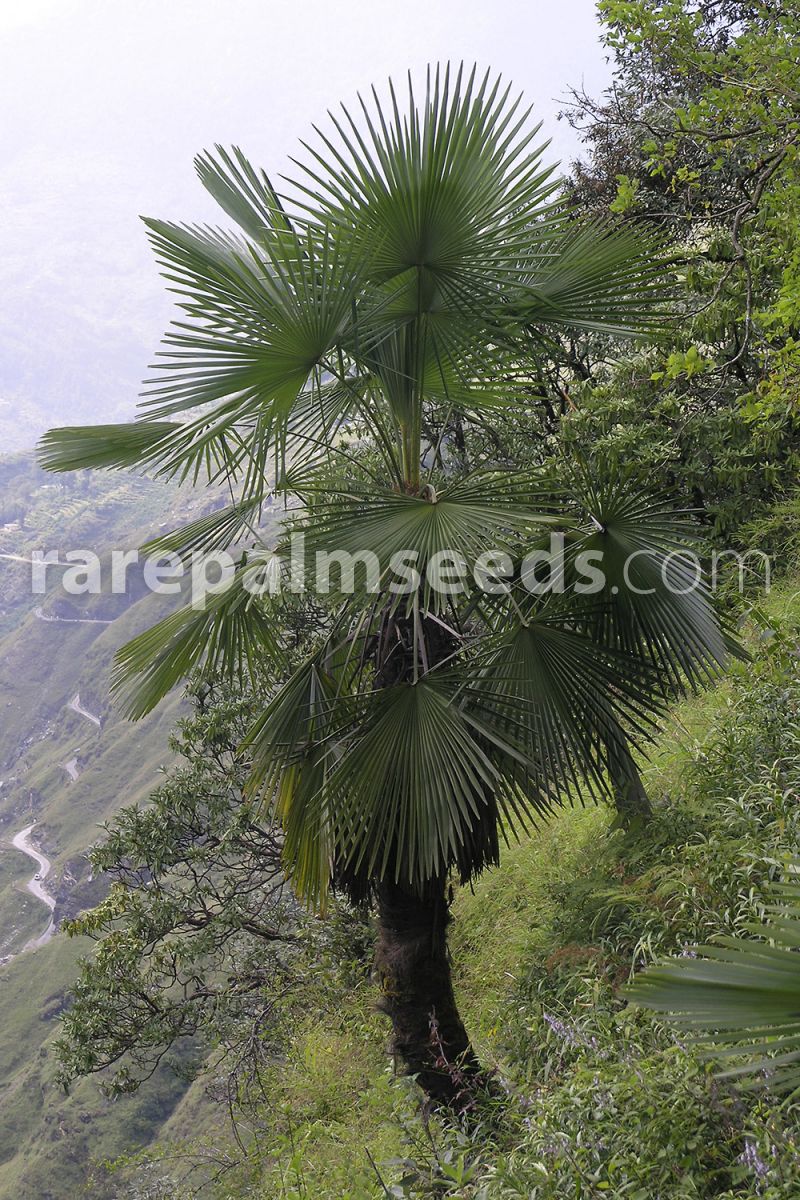 Trachycarpus takil hardy palm 5 Samen winterharte Palme aus Indien 5 seeds 