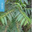 Trema micrantha – Jamaican Nettletree