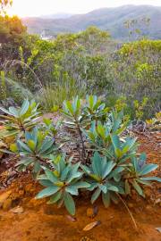 Tristaniopsis glauca – Turquoise Hyacinth Myrtle