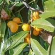 Uvaria caffra – Small Cluster Pear