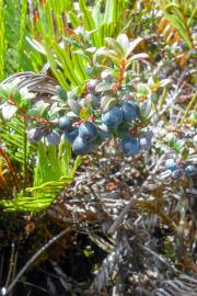 Vaccinium floribundum – Andean Blueberry