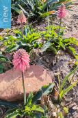 Veltheimia bracteata – Pink Forest Lily