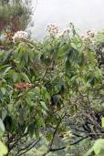 Vernonia calvoana – Alpine African Bitterleaf