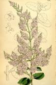 Veronica hulkeana – New Zealand Lilac