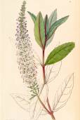 Veronica salicifolia – Koromiko, Koromuka