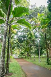 Verschaffeltia splendida – Seychelles Stilt Palm