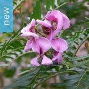 Virgilia divaricata – Cape Lilac, Pink Blossom Tree, Amaqua Tree