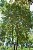 Warburgia ugandensis – Ugandan Greenheart, Pepper Bark Tree