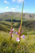 Watsonia knysnana – Knysna Bugle Lily