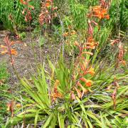 Watsonia pillansii – Lys bugle