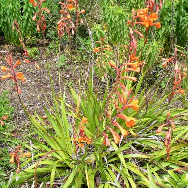 Watsonia pillansii – Pillan's Bugle Lily