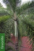 Wodyetia bifurcata – Foxtail Palm