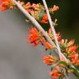 Woodfordia fruticosa – Fire-flame Bush