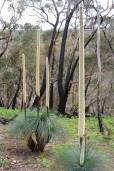 Xanthorrhoea australis – Southern Blackboy, Australian Grass Tree